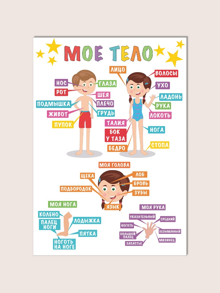 Плакат «Мое тело» для детей